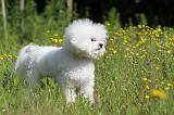 BICHON FRISE 441